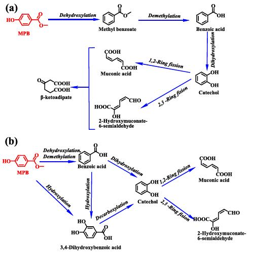 Figure 3. The proposed degradation pathway of MPB by C. vulgaris (a) and P. tricornutum (b)