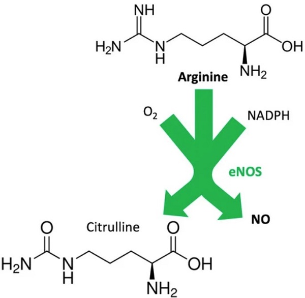 7004-12-8  arginineamino acidBiological activitySourcenutSeed