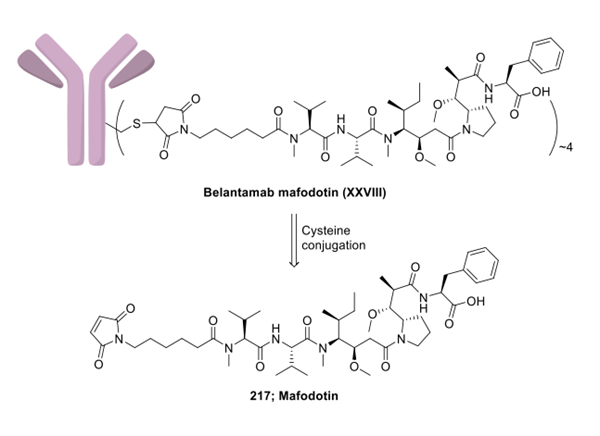 2050232-20-5 Belantamab MafodotinSynthesisSynthesis of Belantamab Mafodotin