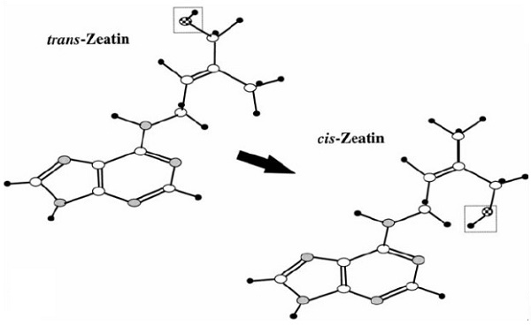 1637-39-4 Trans-ZeatinCis-ZeatindifferenceCytokinins