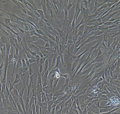 小鼠椎间盘髓核细胞的应用