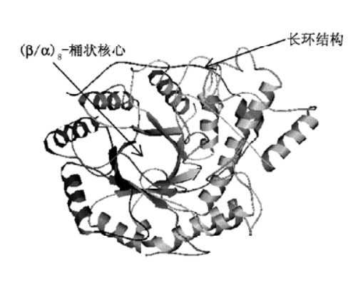 β-淀粉酶的酶活力与作用