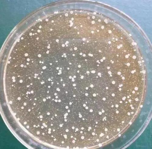 地衣芽孢杆菌的应用与合成