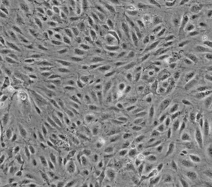 Rat Schwann Cells（大鼠雪旺细胞）的应用