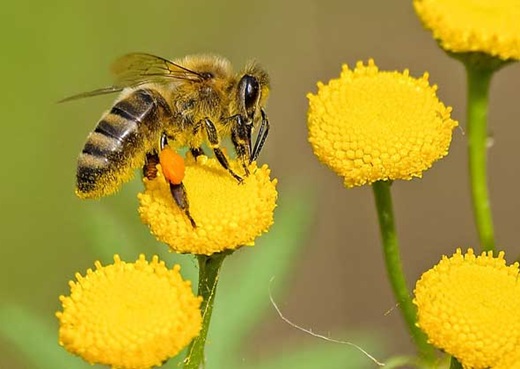 蜂毒素来源于蜜蜂