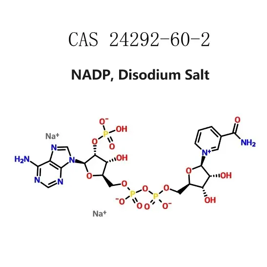 24292-60-2 NADP, Disodium SaltNADPNADPH