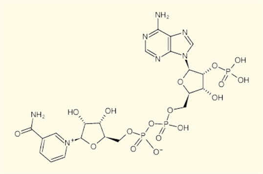 53-59-8 Triphosphopyridine nucleotideIntroductionUses