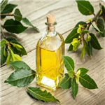 Bay oil;Bay essential oil pictures