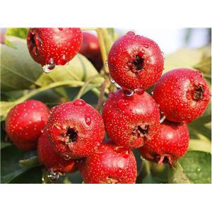 Hawthorn Fruit P.E.