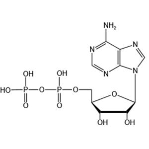 Adenosine 5’-diphosphate（ADP-H）