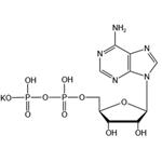 Adenosine 5’-diphosphate monopotassium salt（ADP-K） pictures
