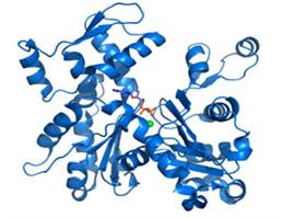酸性成纤维细胞生长因子(FGF1)重组蛋白
