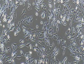人皮肤黑色素瘤细胞；SK-MEL-1