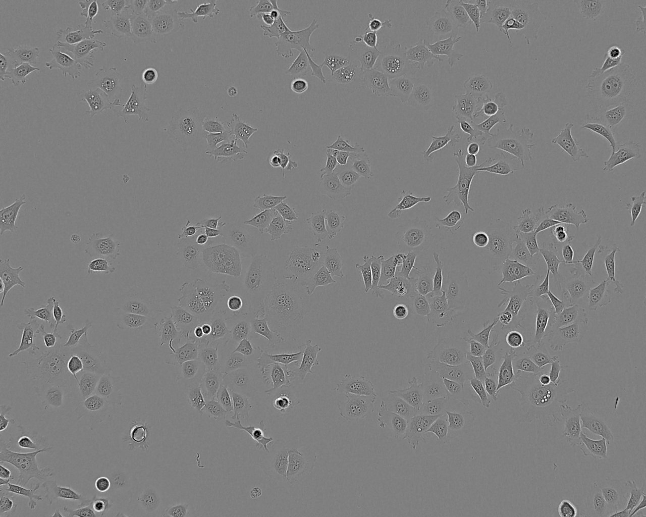 CG-4 epithelioid cells大鼠少突胶质前体细胞系