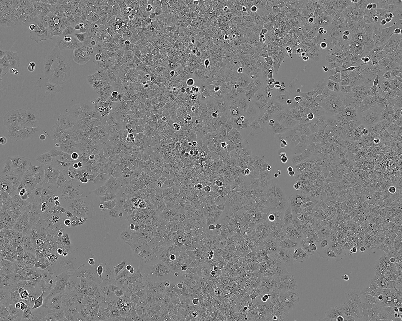 RFL-6 大鼠成纤维细胞系