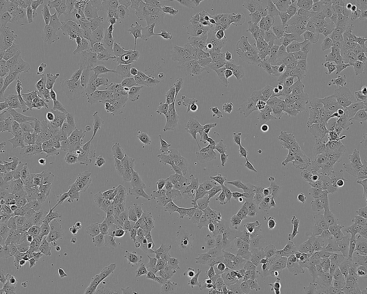 QSG-7701细胞：人正常肝细胞系