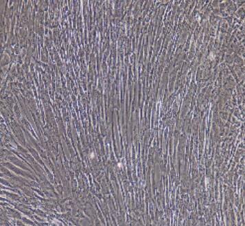 大鼠膀胱平滑肌细胞