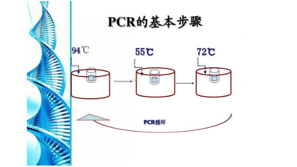 大肠杆菌(O)PCR试剂盒