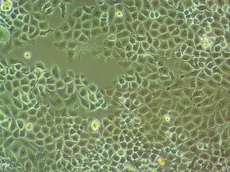 MTEC1 Cell|小鼠胸腺上皮细胞