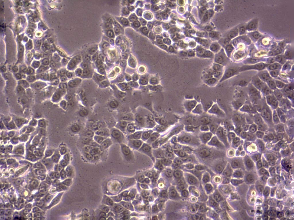 BT-325 Cell|人脑多型胶质母细胞