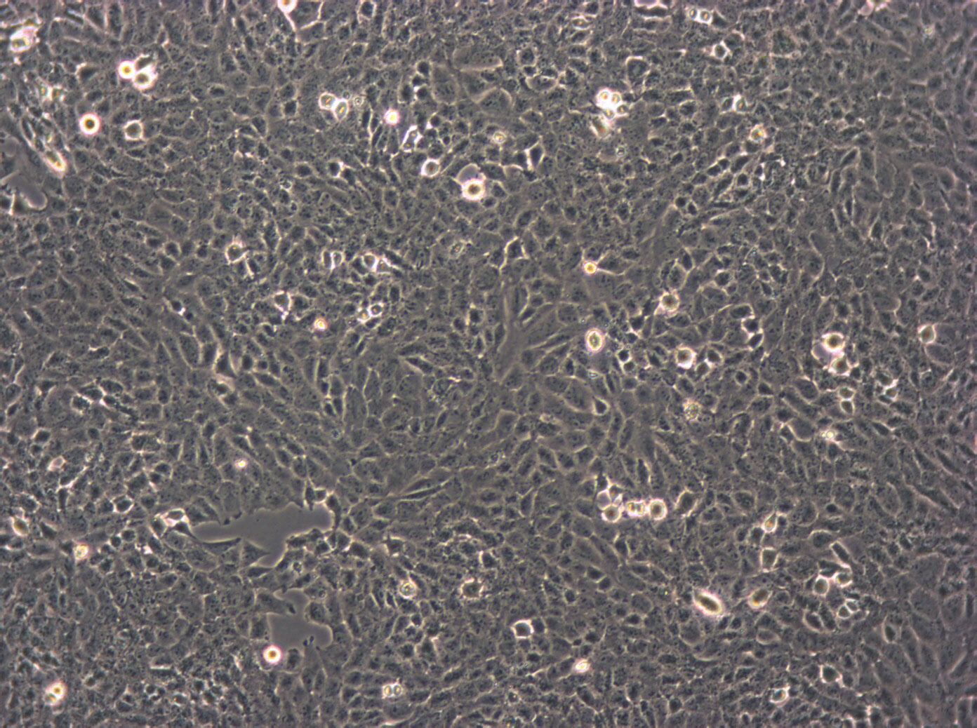 HSC-T6:大鼠肝星形复苏细胞(提供STR鉴定图谱)