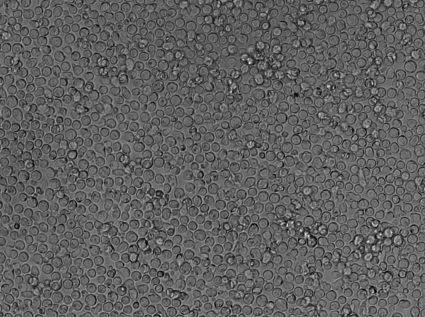 PTM1[微量元素]干燥粉末培养基