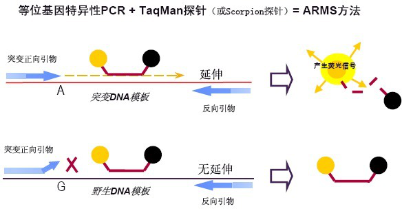 幼虫芽孢杆菌探针法荧光定量PCR试剂盒