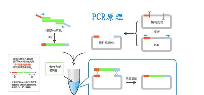 邻单胞菌通用探针法荧光定量PCR试剂盒