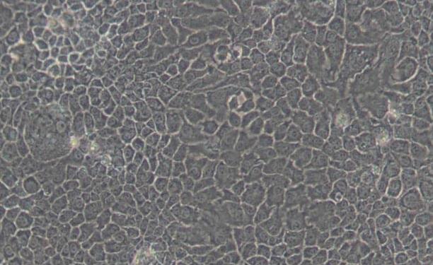 BNL CL.2（小鼠胚胎肝细胞）