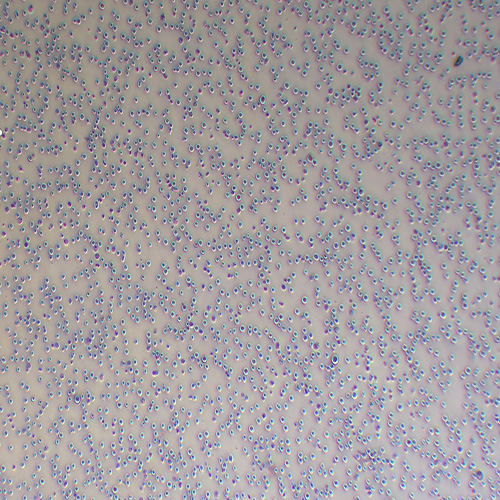 CTLL-2小鼠T淋巴细胞