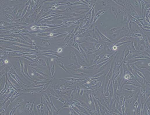 MS1（小鼠胰岛内皮细胞）