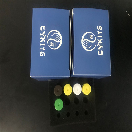 PCR试剂盒cccDNA染料检测