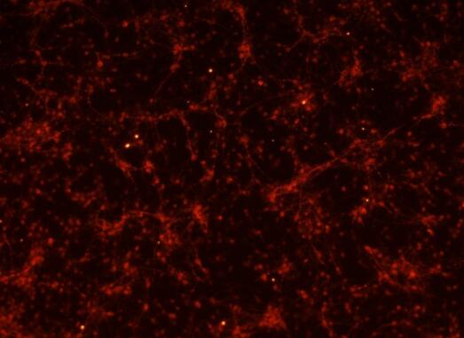 小鼠神经少突胶质细胞