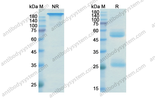 伊卡组单抗，Ixekizumab，anti-IL-17A antibody 抗体