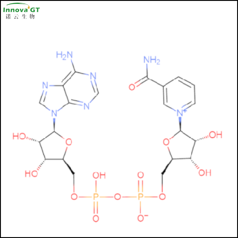 β-烟酰胺腺嘌呤二核苷酸 53-84-9
