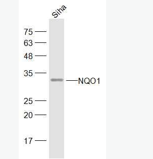 Anti-NQO1 antibody-醌氧化还原酶抗体