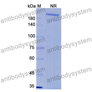 RNA Antibody (D444) RGK24801