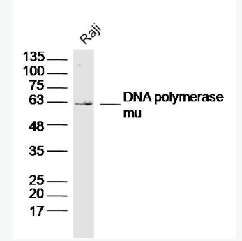 Anti-DNA polymerase mu antibody-DNA聚合酶μ/DNA pol μ抗体