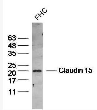 Anti-Claudin 15 antibody-紧密连接蛋白15抗体
