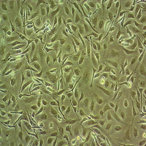 Caco-2细胞