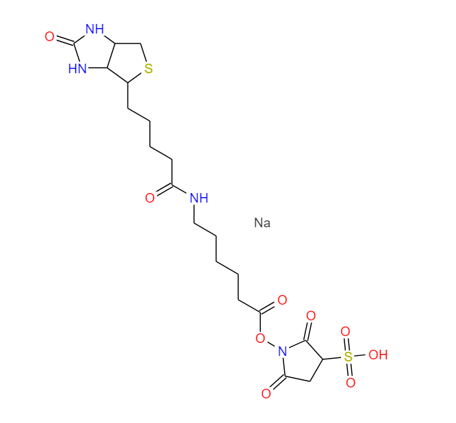 6-[生物素酰氨基]己酸磺基琥珀酰亚胺酯