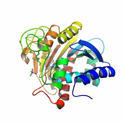 重组羧肽酶B