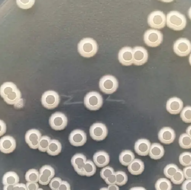 解淀粉芽孢杆菌解淀粉亚种