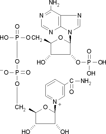 aladdin 阿拉丁 N101669 β-烟酰胺腺嘌呤二核苷酸磷酸(NADP)水合物 53-59-8 95%